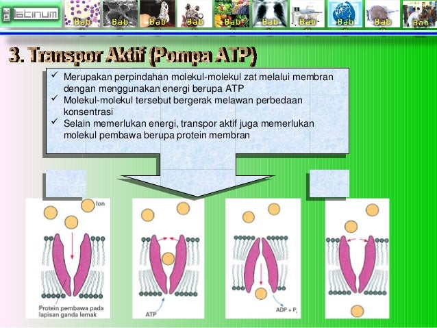 Biologi Sel