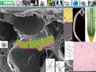 Sumber: www.msm.cam.ac.uk/ccmm/Images/val.jpg; 10 Desember 2007

 