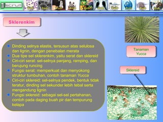 Sklerenkim
Sklerenkim

Dinding selnya elastis, tersusun atas selulosa
dan lignin, dengan penebalan merata
Dua tipe sel skl...