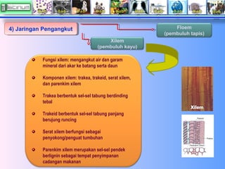 Floem
(pembuluh tapis)

4) Jaringan Pengangkut
4) Jaringan Pengangkut
Xilem
(pembuluh kayu)
Fungsi xilem: mengangkut air d...