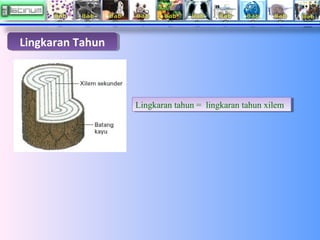 Lingkaran Tahun
Lingkaran Tahun

Lingkaran tahun = lingkaran tahun xilem
Lingkaran tahun = lingkaran tahun xilem

 