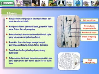 Fungsi floem: mengangkut hasil fotosintesis dari
daun ke seluruh tubuh

Sel pengiring

Komponen floem: pembuluh tapis, par...