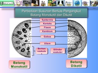 Perbedaan Susunan Berkas Pengangkut
Batang Monokotil dan Dikotil
Epidermis
Epidermis
Korteks
Korteks
Floem
Floem
Kambium
K...