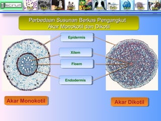 Perbedaan Susunan Berkas Pengangkut
Akar Monokotil dan Dikotil
Epidermis
Epidermis

Xilem
Xilem
Floem
Floem

Endodermis
En...