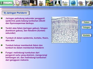 5) Jaringan Periderm
5) Jaringan Periderm
Jaringan pelindung sekunder pengganti
epidermis pada batang tumbuhan dikotil
dan...