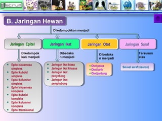 B. Jaringan Hewan
B. Jaringan Hewan
Dikelompokkan menjadi

Jaringan Epitel
Jaringan Epitel
Dikelompok
kan menjadi
Epitel s...