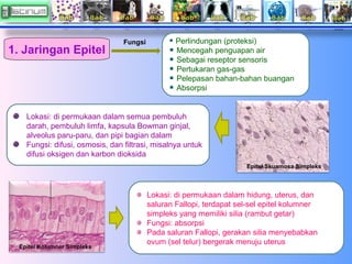 1. Jaringan Epitel

Fungsi

Perlindungan (proteksi)
Mencegah penguapan air
Sebagai reseptor sensoris
Pertukaran gas-gas
Pe...