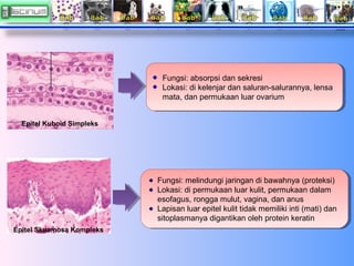 Fungsi: absorpsi dan sekresi
Fungsi: absorpsi dan sekresi
Lokasi: di kelenjar dan saluran-salurannya, lensa
Lokasi: di kel...