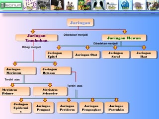 Jaringan
Jaringan
Jaringan
Jaringan
Tumbuhan
Tumbuhan

Dibedakan menjadi

Jaringan Hewan
Jaringan Hewan
Dibedakan menjadi
...