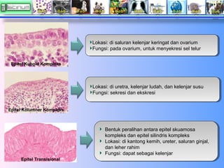 Lokasi: di saluran kelenjar keringat dan ovarium
Lokasi: di saluran kelenjar keringat dan ovarium
Fungsi: pada ovarium, un...