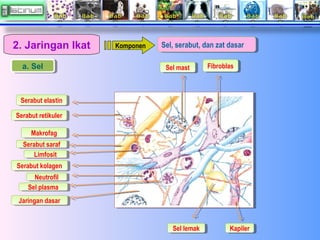 2. Jaringan Ikat
a. Sel
a. Sel

Komponen

Sel, serabut, dan zat dasar
Sel, serabut, dan zat dasar
Sel mast
Sel mast

Fibro...