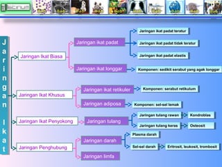 Jaringan ikat padat teratur
Jaringan ikat padat teratur

J
J
a
a
rr
ii
n
n
g
g
a
a
n
n

Jaringan ikat padat

Jaringan ikat...