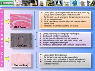 3
3
J
J
a
a
rr
ii
n
n
g
g
a
a
n
n
O
O
tt
o
o
tt

Otot Polos

Otot Lurik

Otot Jantung

Lokasi: pada organ-organ dalam sepe...