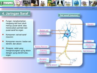 4. Jaringan Saraf
Fungsi: menghantarkan
rangsang dari luar tubuh
menuju pusat saraf, atau
meneruskan perintah dari
pusat s...