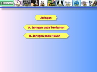 Jaringan
Jaringan
A. Jaringan pada Tumbuhan
A. Jaringan pada Tumbuhan
B. Jaringan pada Hewan
B. Jaringan pada Hewan

 