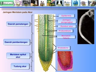 Jaringan Meristem pada Akar
Epidermis
Epidermis

Daerah pematangan
Daerah pematangan

Jaringan
Jaringan
pengangkut
pengang...