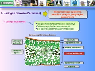 b. Jaringan Dewasa (Permanen)
1) Jaringan Epidermis

Meliputi jaringan epidermis,
Meliputi jaringan epidermis,
parenkim, p...
