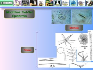 Modifikasi Sel-Sel
Epidermis

Stomata

Trikom

 