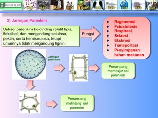 2) Jaringan Parenkim
Sel-sel parenkim berdinding relatif tipis,
Sel-sel parenkim berdinding relatif tipis,
fleksibel, dan ...