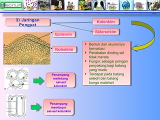 3) Jaringan
3) Jaringan
Penguat
Penguat

Kolenkim
Kolenkim
Epidermis
Epidermis

Kolenkim
Kolenkim

Penampang
Penampang
mel...