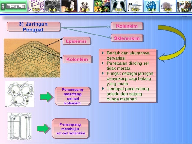 Presentasi Biologi xi bab 2