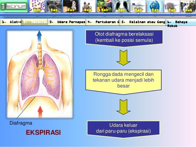 Buku xi bab 6 (Sistem Respirasi)