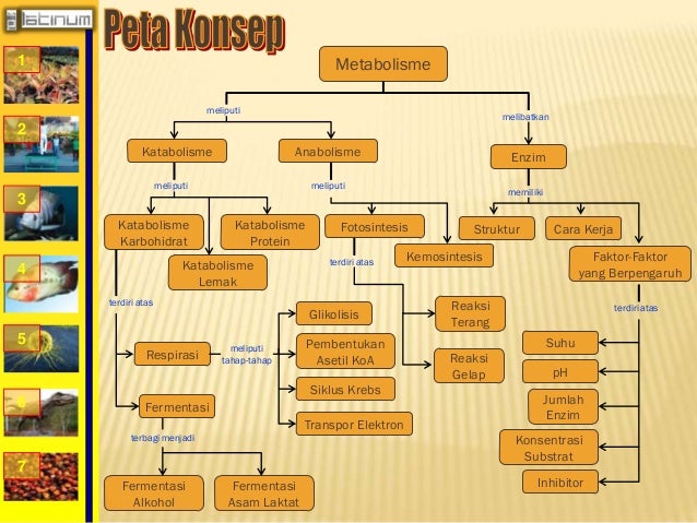 Buku Xii Bab 2 Metabolisme