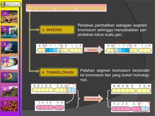 1 
2 
3 
4 
5 
6 
7 
3. INVERSI 
Peristiwa pembalikan sebagian segmen 
kromosom sehingga menyebabkan per-pindahan 
lokus suatu gen. 
Inversi 
4. TRANSLOKASI Patahan segmen kromosom berpindah 
ke kromosom lain yang bukan homolog-nya. 
Translokasi 
 