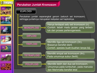1 
2 
3 
4 
5 
6 
7 
Perubahan Jumlah Kromosom 
EUPLOIDI 
Perubahan jumlah seperangkat genom (seluruh set kromosom) 
sehingga jumlahnya merupakan kelipatan set haploidnya. 
MONOPLOID 
Hanya terdapat satu set kromosom (n). 
Contoh: lebah madu jantan yang terben-tuk 
dari proses partenogenesis. 
DIPLOID 
TRIPLOID 
Memiliki tiga set kromosom (3n). 
Biasanya bersifat steril. 
Contoh: spesies buah-buahan tanpa biji. 
TETRAPLOID 
Memiliki empat set kromosom (4n). 
Pada umumnya subur (fertil). 
POLIPLOID Memiliki lebih dari dua set kromosom. 
Umumnya pada tumbuhan, pada manusia 
dan Mammalia bersifat letal 
 