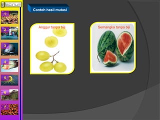 1 
2 
3 
4 
5 
6 
7 
Contoh hasil mutasi 
Anggur tanpa biji Semangka tanpa biji 
 