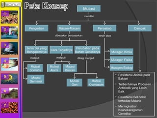 1 
2 
3 
4 
5 
6 
7 
Mutasi 
Pengertian Macam-Macam Penyebab Dampak 
Jenis Sel yang 
Mengalaminya Cara Terjadinya Perubahan pada 
Bahan Genetiknya 
Mutasi 
Somatis 
Mutasi 
Germinal 
Mutasi 
Alami 
Mutasi 
Buatan 
Mutasi 
Gen 
Mutasi 
Kromosom 
Mutagen Kimia 
Mutagen Fisika 
Mutagen Biologi 
memiliki 
• Resistensi Abiotik pada 
Bakteri 
• Terbentuknya Produsen 
Antibiotik yang Lebih 
Baik 
• Resistensi Sel Sabit 
terhadap Malaria 
• Meningkatkan 
Keanekaragaman 
Genetika 
dibedakan berdasarkan 
meliputi meliputi dibagi menjadi 
terdiri atas 
 