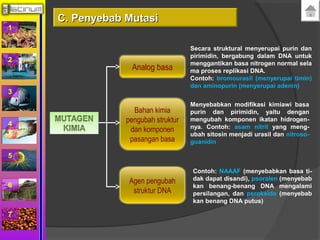 1 
2 
3 
4 
5 
6 
7 
Analog basa 
Secara struktural menyerupai purin dan 
pirimidin, bergabung dalam DNA untuk 
menggantikan basa nitrogen normal sela 
ma proses replikasi DNA. 
Contoh: bromourasil (menyerupai timin) 
dan aminopurin (menyerupai adenin) 
Bahan kimia 
pengubah struktur 
dan komponen 
pasangan basa 
Menyebabkan modifikasi kimiawi basa 
purin dan pirimidin, yaitu dengan 
mengubah komponen ikatan hidrogen-nya. 
Contoh: asam nitrit yang meng-ubah 
sitosin menjadi urasil dan nitroso-guanidin 
Agen pengubah 
struktur DNA 
Contoh: NAAAF (menyebabkan basa ti-dak 
dapat disandi), psoralen (menyebab 
kan benang-benang DNA mengalami 
persilangan, dan peroksida (menyebab 
kan benang DNA putus) 
CC.. PPeennyyeebbaabb MMuuttaassii 
 