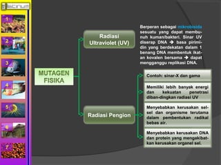 1 
2 
3 
4 
5 
6 
7 
Radiasi 
Ultraviolet (UV) 
Berperan sebagai mikrobisida 
sesuatu yang dapat membu-nuh 
kuman/bakteri. Sinar UV 
diserap DNA  basa pirimi-din 
yang berdekatan dalam 1 
benang DNA membentuk ikat-an 
kovalen bersama  dapat 
mengganggu replikasi DNA. 
Radiasi Pengion 
Contoh: sinar-X dan gama 
Memiliki lebih banyak energi 
dan kekuatan penetrasi 
diban-dingkan radiasi UV 
Menyebabkan kerusakan sel-sel 
dan organisme terutama 
dalam pembentukan radikal 
bebas air. 
Menyebabkan kerusakan DNA 
dan protein yang mengakibat-kan 
kerusakan organel sel. 
 