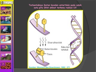 1 
2 
3 
4 
5 
6 
7 
Terbentuknya ikatan kovalen antartimin pada salah 
satu pita DNA akibat terkena radiasi UV 
Sumber: Wrensch dan Downhower, 1992 : 371 
 