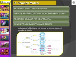 1 
2 
3 
4 
5 
6 
7 
DD.. DDaammppaakk MMuuttaassii 
RESISTANSI ANTIBIOTIK PADA BAKTERI 
TERBENTUKNYA PRODUSEN ANTIBIOTIK YANG LEBIH EFEKTIF 
RESISTANSI SEL SABIT TERHADAP MALARIA 
MENINGKATKAN KEANEKARAGAMAN GENETIK 
Mutasi pada bakteri dapat mendorong terjadinya resistansi 
terhadap antibiotik 
