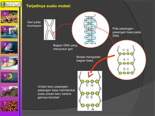 1 
2 
3 
4 
5 
6 
7 
Terjadinya suatu mutasi 
Gen pada 
kromosom 
Bagian DNA yang 
menyusun gen 
Pola pasangan-pasangan 
basa pada 
DNA 
Mutasi mengubah 
bagian basa 
Urutan baru pasangan-pasangan 
basa membentuk 
suatu pesan baru karena 
gennya berubah 
 