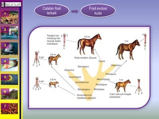 1 
2 
3 
4 
5 
6 
7 
Catatan fosil 
terbaik 
Fosil evolusi 
kuda 
 