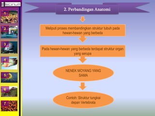1 
2 
3 
4 
5 
6 
7 
2. Perbandingan Anatomi 
Meliputi proses membandingkan struktur tubuh pada 
hewan-hewan yang berbeda 
Pada hewan-hewan yang berbeda terdapat struktur organ 
yang serupa 
NENEK MOYANG YANG 
SAMA 
Contoh: Struktur tungkai 
depan Vertebrata 
 