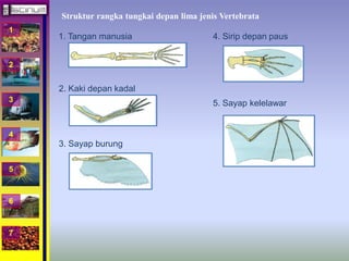 1 
2 
3 
4 
5 
6 
7 
Struktur rangka tungkai depan lima jenis Vertebrata 
1. Tangan manusia 
2. Kaki depan kadal 
3. Sayap burung 
4. Sirip depan paus 
5. Sayap kelelawar 
 