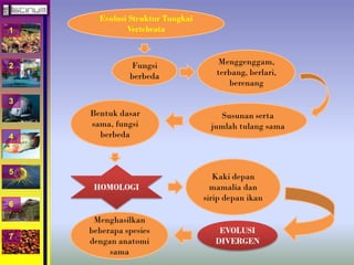 1 
2 
3 
4 
5 
6 
7 
Evolusi Struktur Tungkai 
Vertebrata 
Fungsi 
berbeda 
Menggenggam, 
terbang, berlari, 
berenang 
Susunan serta 
jumlah tulang sama 
Bentuk dasar 
sama, fungsi 
berbeda 
HOMOLOGI 
Kaki depan 
mamalia dan 
sirip depan ikan 
EVOLUSI 
DIVERGEN 
Menghasilkan 
beberapa spesies 
dengan anatomi 
sama 
 