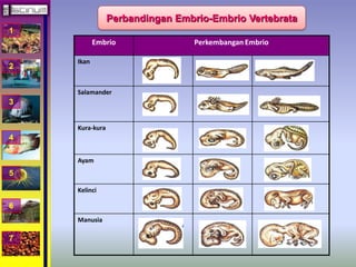 1 
2 
3 
4 
5 
6 
7 
Perbandingan Embrio-Embrio Vertebrata 
Embrio Perkembangan Embrio 
Ikan 
Salamander 
Kura-kura 
Ayam 
Kelinci 
Manusia 
 