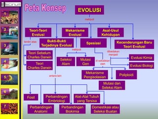 1 
2 
3 
4 
5 
6 
7 
EVOLUSI 
Teori-Teori 
Evolusi 
Mekanisme 
Evolusi 
Bukti-Bukti 
Terjadinya Evolusi 
meliputi 
Spesiasi 
Asal-Usul 
Kehidupan 
Kecenderungan Baru 
Teori Evolusi 
Teori Sebelum 
Charles Darwin 
Teori 
Charles Darwin 
Seleksi 
Alam 
Mutasi 
Gen 
Mekanisme 
Pengisolasian 
Poliploidi 
Mutasi dan 
Seleksi Alam 
Evolusi Kimia 
Evolusi Biologi 
Fosil 
Perbandingan 
Embriologi 
Perbandingan 
Anatomi 
Alat-Alat Tubuh 
yang Tersisa 
Perbandingan 
Biokimia 
Domestikasi atau 
Seleksi Buatan 
terdiri atas 
antara lain 
meliputi 
di sebabkan 
oleh 
dibedakan 
menjadi 
 