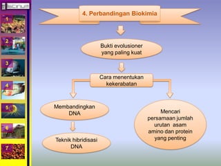 1 
2 
3 
4 
5 
6 
7 
4. Perbandingan Biokimia 
Bukti evolusioner 
yang paling kuat 
Cara menentukan 
kekerabatan 
Membandingkan 
DNA 
Teknik hibridisasi 
DNA 
Mencari 
persamaan jumlah 
urutan asam 
amino dan protein 
yang penting 
 