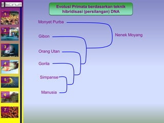 1 
2 
3 
4 
5 
6 
7 
Evolusi Primata berdasarkan teknik 
hibridisasi (persilangan) DNA 
Monyet Purba 
Gibon 
Orang Utan 
Gorila 
Simpanse 
Manusia 
Nenek Moyang 
 