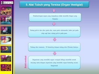 1 
2 
3 
4 
5 
6 
7 
5. Alat Tubuh yang Tersisa (Organ Vestigial) 
Struktur/organ-organ yang tampaknya tidak memiliki fungsi yang 
berguna 
Tulang pelvis dan ekor pada ular, mata pada salamander, kuku jari pada 
sirip sapi laut, tulang pelvis pada paus 
Tulang ekor manusia  homolog dengan tulang ekor Primata lainnya 
Organisme yang memiliki organ vestigial diduga memiliki nenek 
moyang sama dengan organisme yang memiliki organ homolog secara 
fungsional 
Bukti evolusi 
 