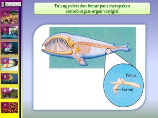 1 
2 
3 
4 
5 
6 
7 
Tulang pelvis dan femur paus merupakan 
contoh organ-organ vestigial 
 