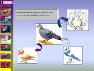 1 
2 
3 
4 
5 
6 
7 
Semua burung dara hasil domestikasi berasal dari spesies 
moyang, yaitu burung dara karang (Columba livia) 
 