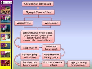 1 
2 
3 
4 
5 
6 
7 
Contoh klasik seleksi alam 
Ngengat Biston betularia 
Warna terang Warna gelap 
Sebelum revolusi industri (1850), 
ngengat terang > ngengat gelap, 
setelah revolusi industri 
ngengat gelap > ngengat terang 
Asap industri 
Membunuh 
lumut kerak 
Menghitamkan 
batang pohon 
Ngengat gelap 
sulit terlihat 
Bertahan dan 
bereproduksi 
Predator = tekanan 
seleksi 
Ngengat terang 
terseleksi alam 
 