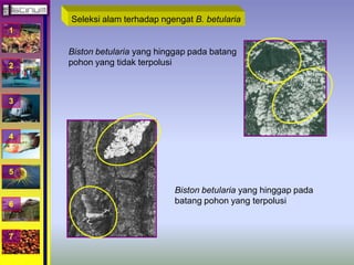 1 
2 
3 
4 
5 
6 
7 
Seleksi alam terhadap ngengat B. betularia 
Biston betularia yang hinggap pada batang 
pohon yang tidak terpolusi 
Biston betularia yang hinggap pada 
batang pohon yang terpolusi 
 