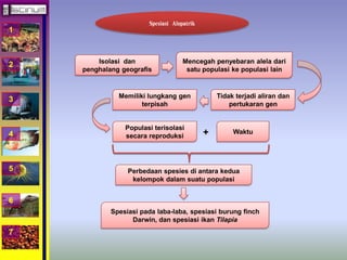 1 
2 
3 
4 
5 
6 
7 
Spesiasi Alopatrik 
Isolasi dan 
penghalang geografis 
Mencegah penyebaran alela dari 
satu populasi ke populasi lain 
Tidak terjadi aliran dan 
pertukaran gen 
Memiliki lungkang gen 
terpisah 
Populasi terisolasi 
secara reproduksi 
Waktu 
+ 
Perbedaan spesies di antara kedua 
kelompok dalam suatu populasi 
Spesiasi pada laba-laba, spesiasi burung finch 
Darwin, dan spesiasi ikan Tilapia 
 